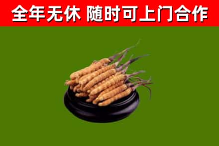 厦门市回收冬虫夏草