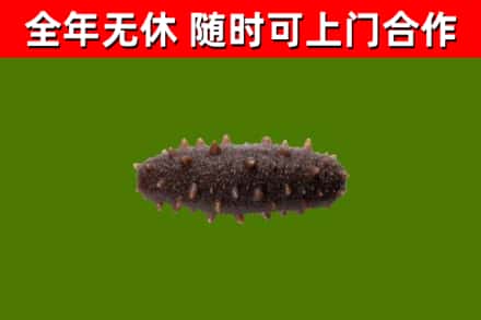 厦门市回收海参干